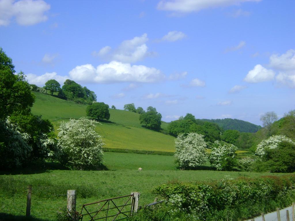 The Forest Newtown (Powys)